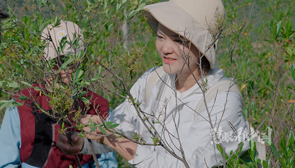 寻荛花，叹自然